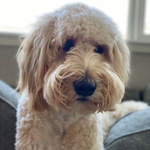 Meet your Posher, Mallory